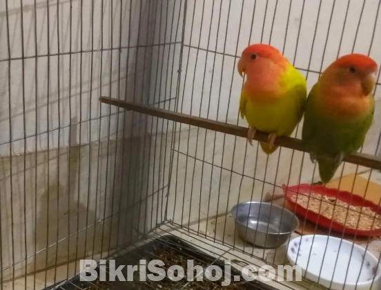 Adult Love birds